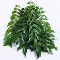 Fresh Curry Leaves