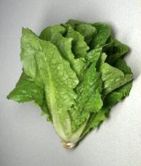 Lettuce