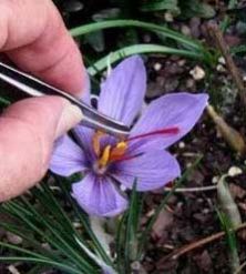 Saffron Flower