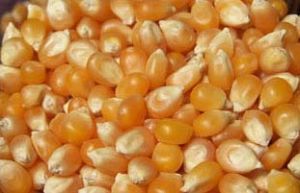 Yellow Maize Seeds