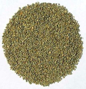 Pearl Millet Seeds