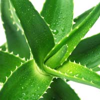 Aloe Vera Leaves