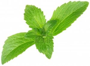 Stevia Leaves