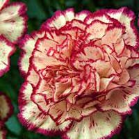 Carnation Flowers