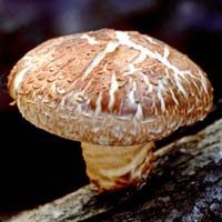 Shiitake Mushroom