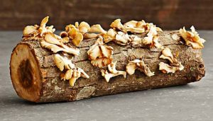 Sonoma Brown Oyster Mushroom