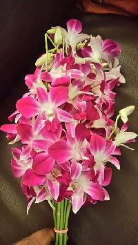 Orchid Flowers