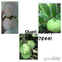 Thai Seedless Guava Plant