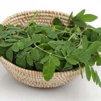 Fresh Moringa Leaves