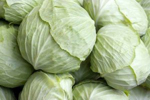 Fresh Green Cabbage