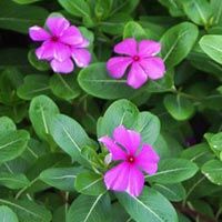 Dried vinca rosea