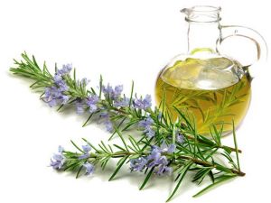 Rosemary Oil, Rosmarinus Officinalis