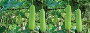 ANGAD ABOH-51 Hybrid Bottle Gourd Seeds