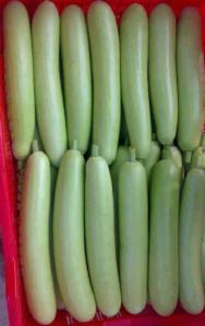 Hybrid Bottle Gourd Seeds