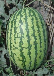 Hybrid Watermelon Seeds