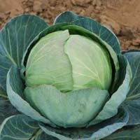 Hybrid Cabbage Seeds