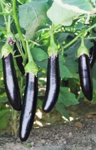 Hybrid Egg Plant Seeds