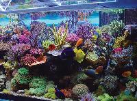 marine aquariums
