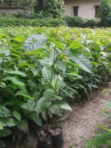 Mahogany Plant