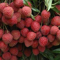 Fresh Litchi