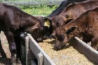 Calf Feed