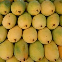 Fresh Neelam Mango