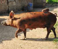 duroc pigs