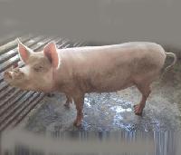 Middle White Yorkshire Pigs