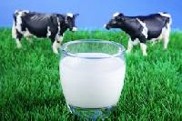 desi cow milk
