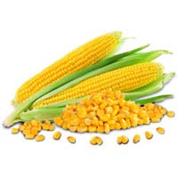 Yellow Corn Seeds