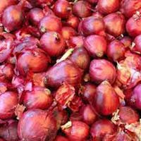 Shallot Onion