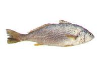 Croaker Fish