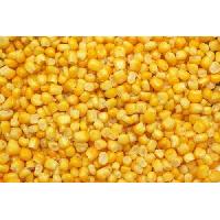 Frozen Sweet Corn