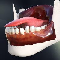 Human Teeth With Tongue