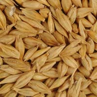 Barley Seeds