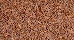 Brown Mustard Seeds