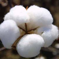 Raw Cotton