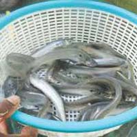 Chital Fish Seeds