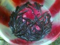 Mrigal Fish Seeds