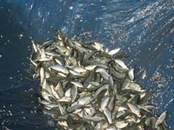 Rohu Fish Seeds