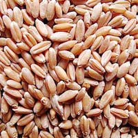 Russia Red Wheat