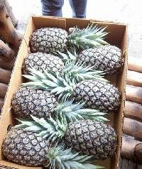 Fresh Pineapple