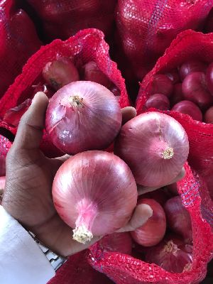 Indian Red Onion