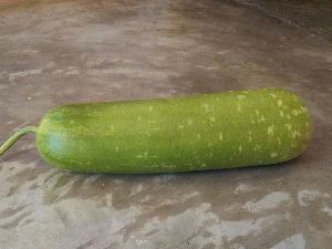 Long Bottle Gourd