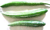 Snake Gourd