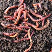 vermicompost