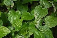 Betel Leaf