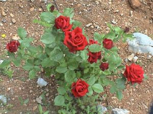 Button Rose Plant