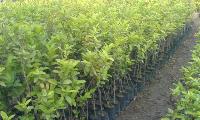 Guava Plants