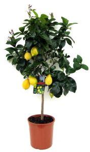 Lemon Plants